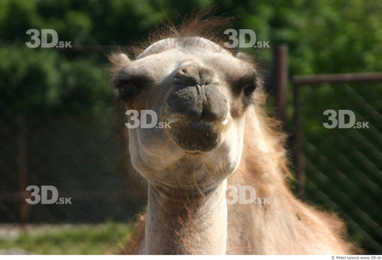 Head Camel