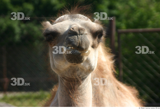 Head Camel