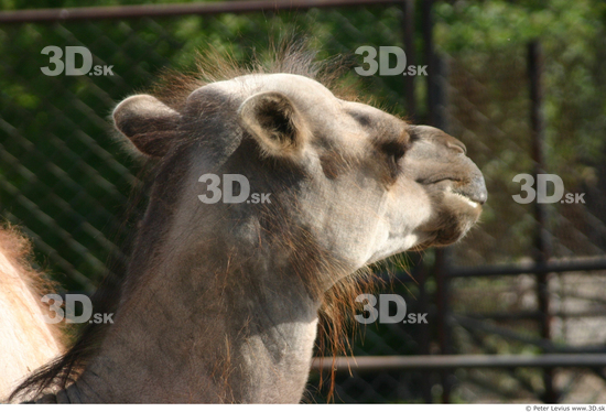 Head Camel