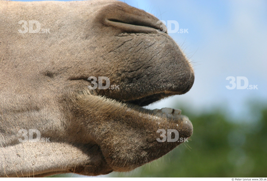 Mouth Camel