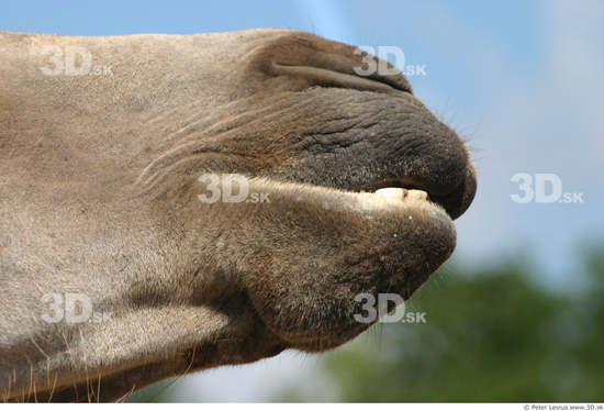 Mouth Camel