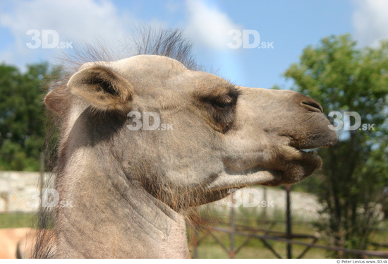 Head Camel