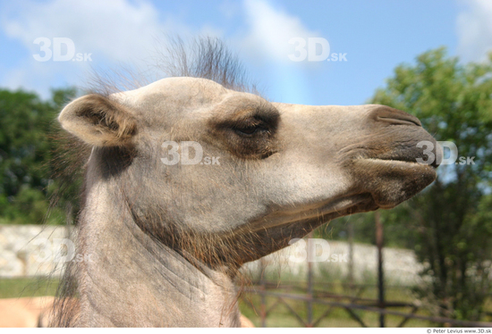 Head Camel