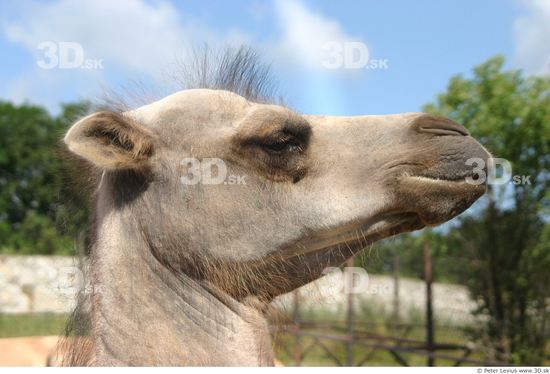 Head Camel