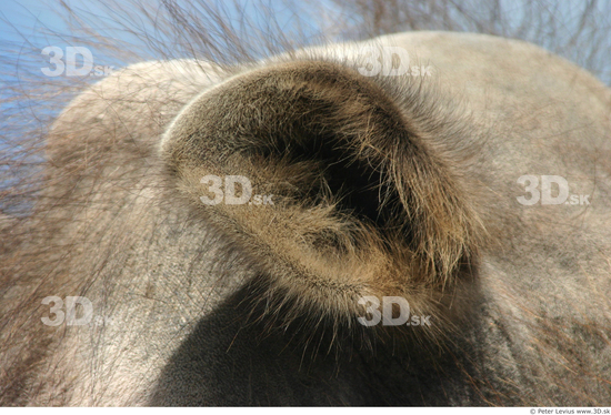 Ear Camel