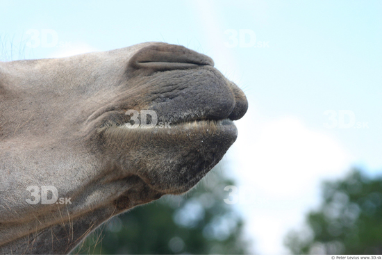 Mouth Camel