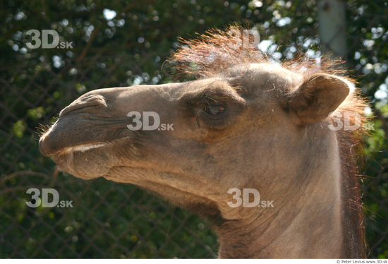 Head Camel