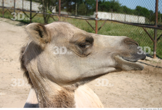 Head Camel