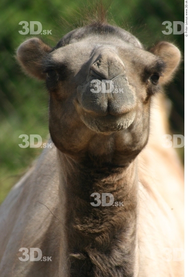 Head Camel