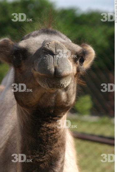 Head Camel