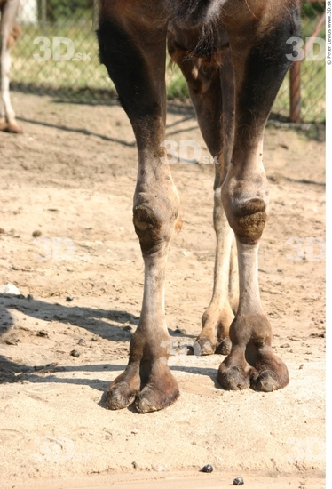 Leg Camel