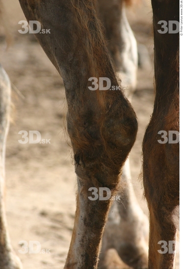 Knee Camel