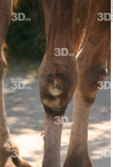 Knee Camel