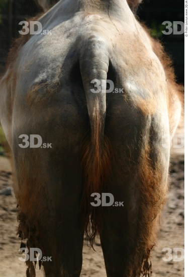 Bottom Camel