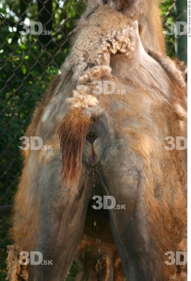 Bottom Camel