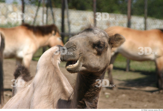 Head Animation references Camel