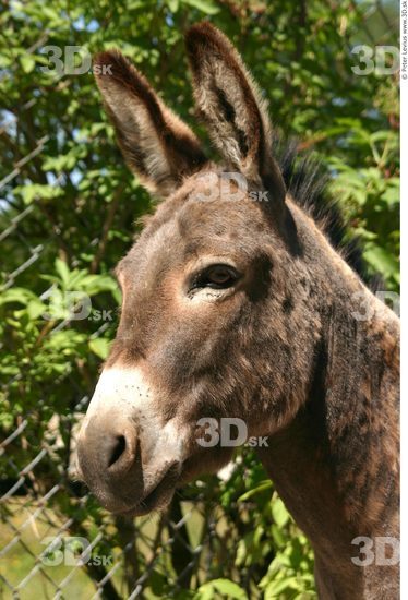 Donkey