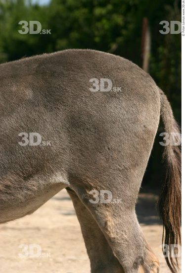 Tail Donkey