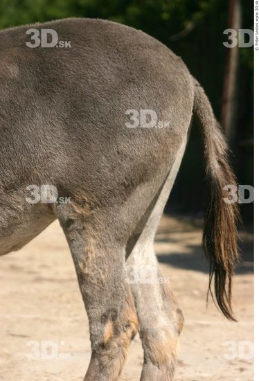 Tail Donkey