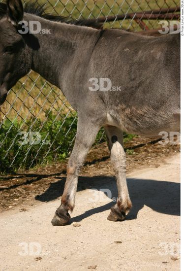 Leg Donkey