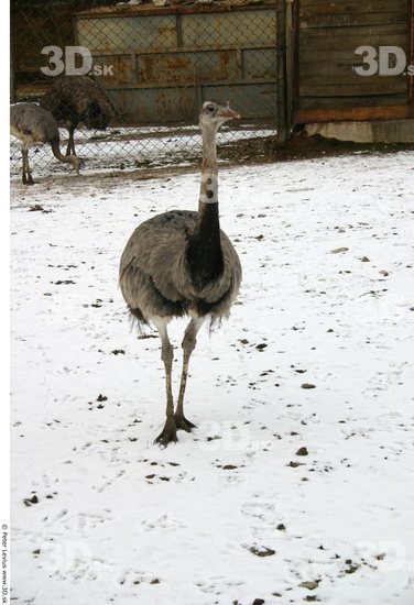 Whole Body Emus