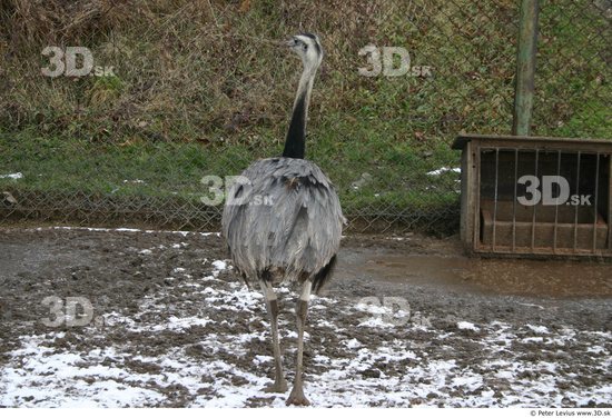 Whole Body Emus