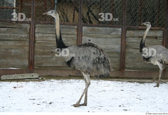 Whole Body Emus