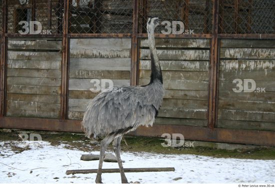 Whole Body Emus