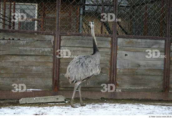 Whole Body Emus