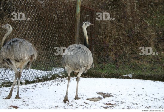 Whole Body Emus