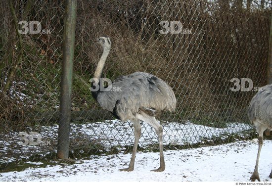 Whole Body Emus