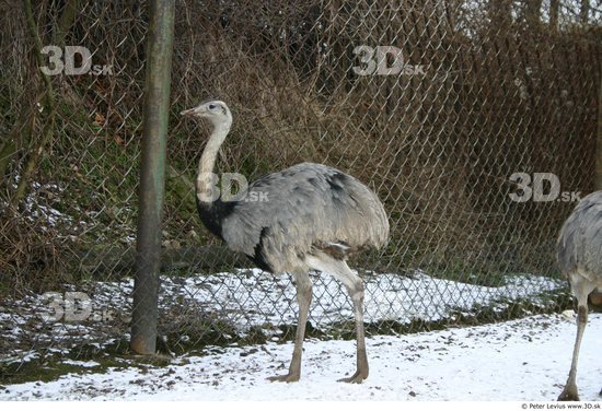 Whole Body Emus