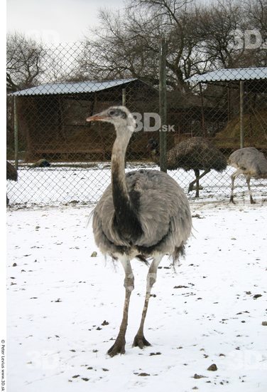 Whole Body Emus