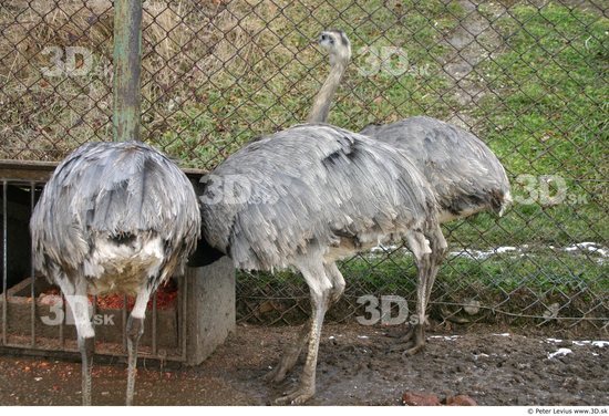 Upper Body Emus