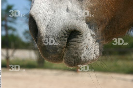 Mouth Animation references Horse