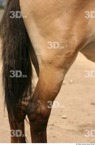 Thigh Animation references Horse