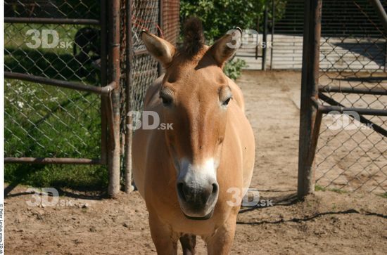 Upper Body Animation references Horse