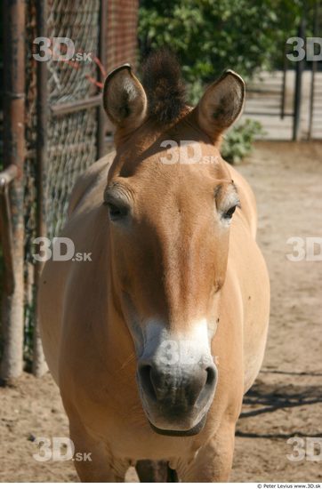 Head Animation references Horse