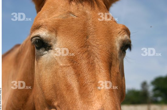 Eye Animation references Horse