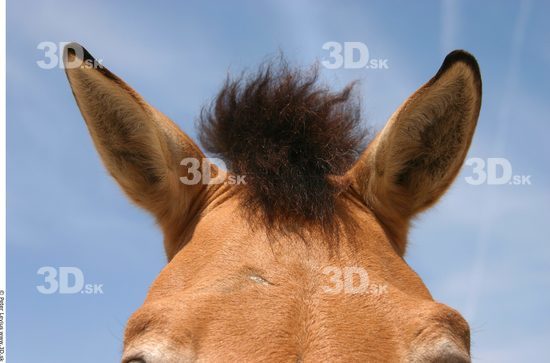 Ear Animation references Horse