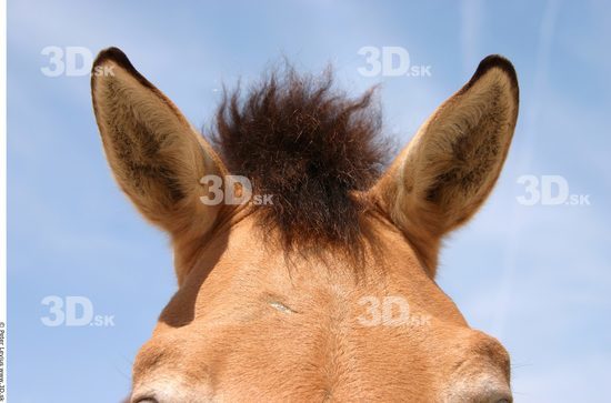 Hair Animation references Horse