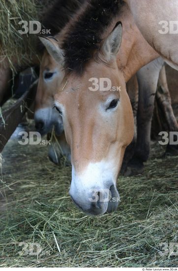 Head Animation references Horse