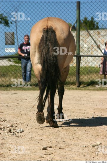 Tail Animation references Horse