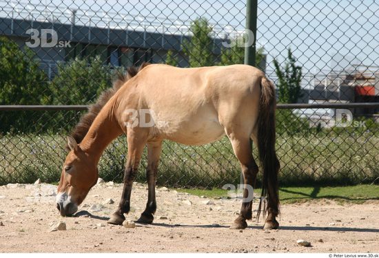 Whole Body Animation references Horse