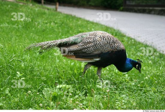 Whole Body Peacock