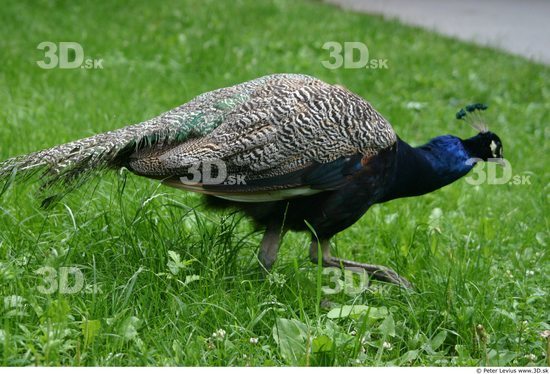 Whole Body Other Peacock