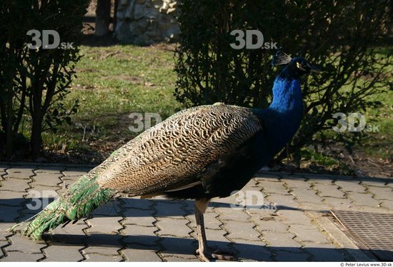 Whole Body Peacock