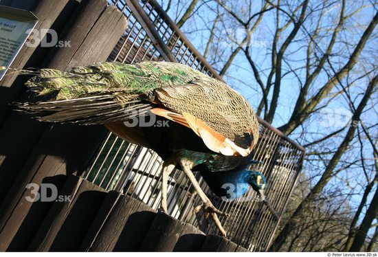 Whole Body Peacock