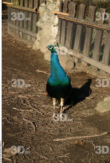 Whole Body Peacock