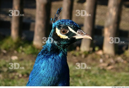 Head Peacock